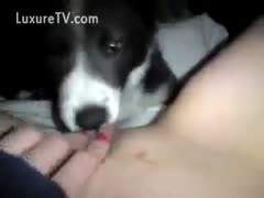 A dog that is profoundly absorbing the desperate, bawdy cleft